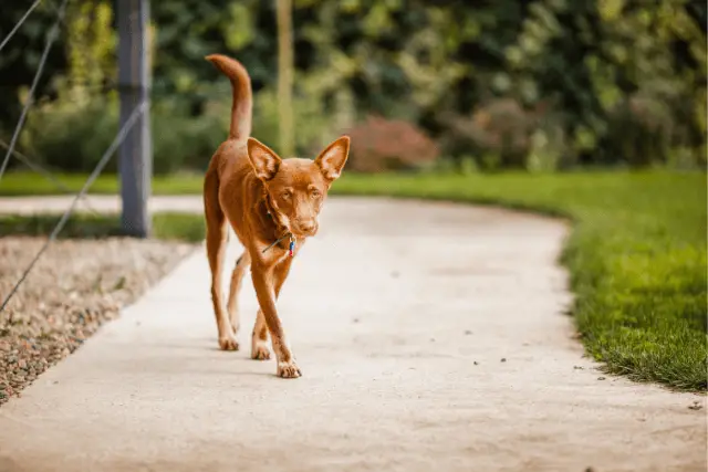 Australian Kelpie