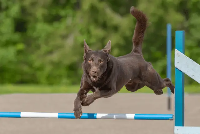 Australian Kelpie jumping