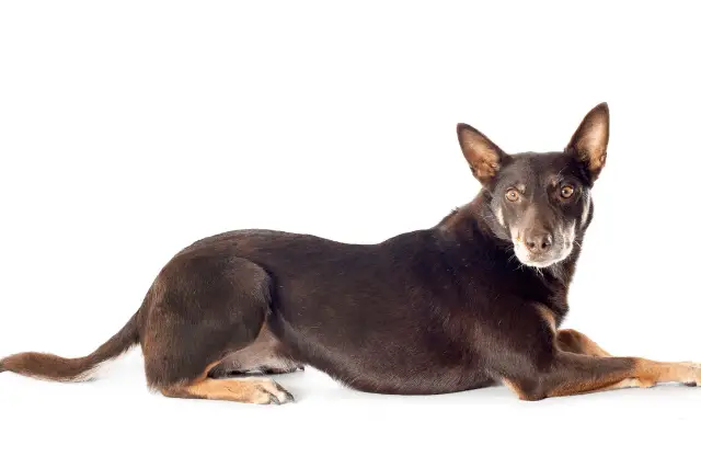 Australian Kelpie