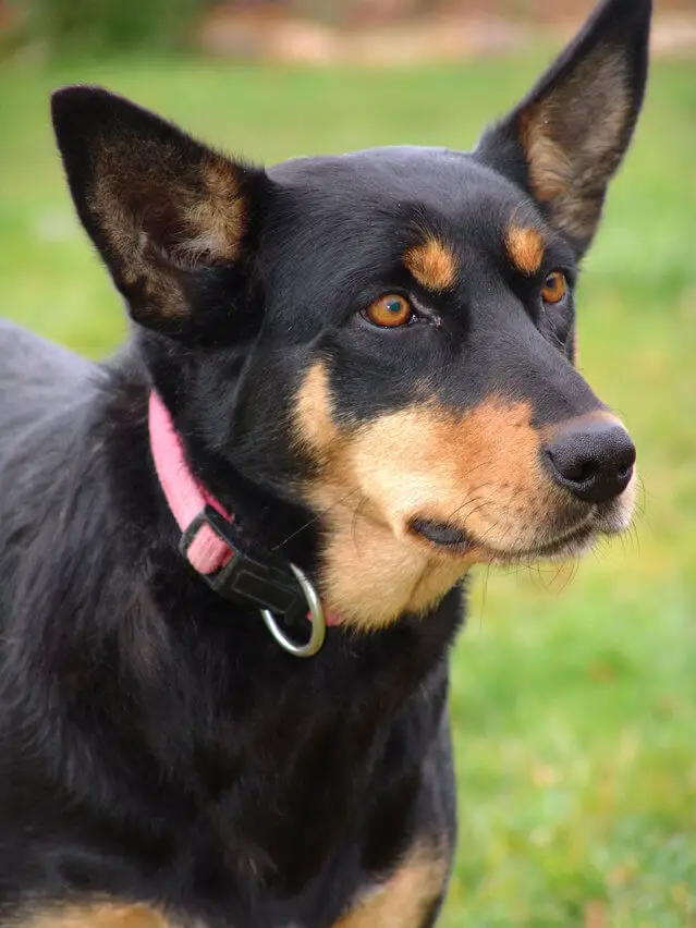 australian-kelpie