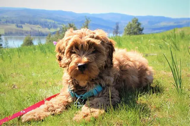 australian labradoodle puppy in a field