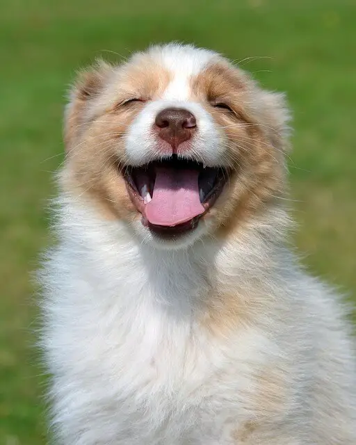 australian shepehrd smiling