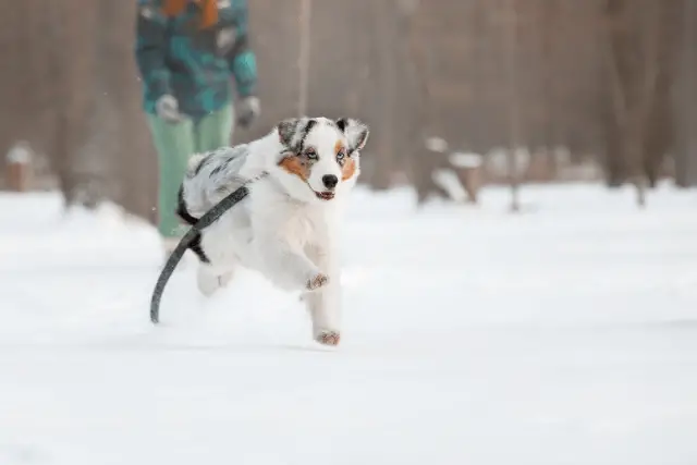 Australian Shepherd