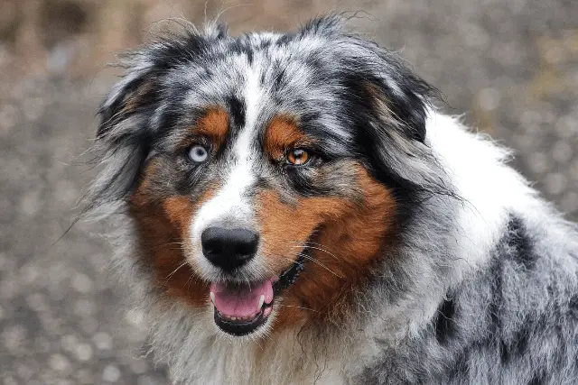 Australian Shepherd