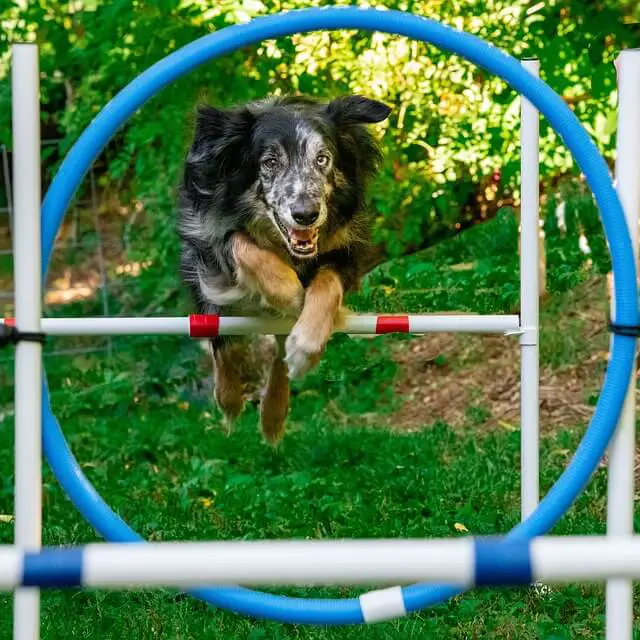 australian-shepherd-