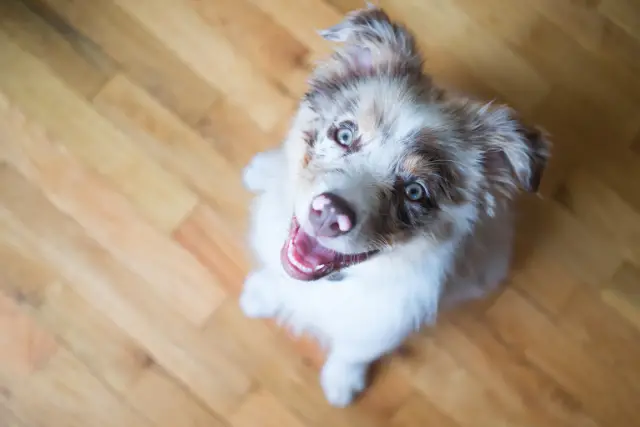 Australian Shepherd