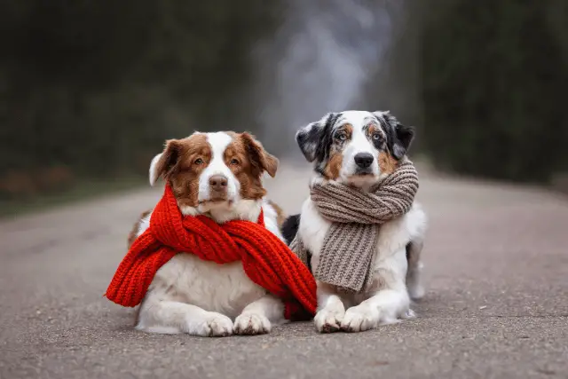 Australian Shepherd