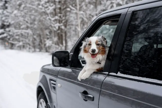 Australian Shepherd