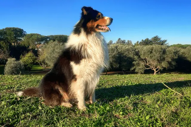 Australian Shepherd