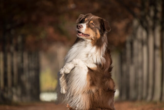 australian shepherd