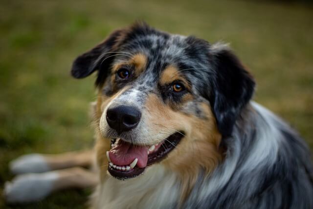 australian-shepherd