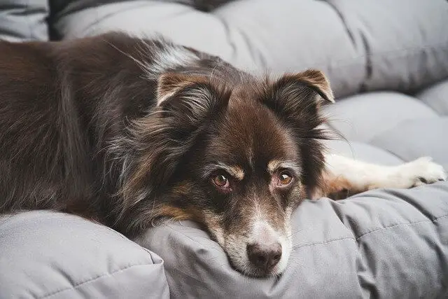 australian-shepherd annxious