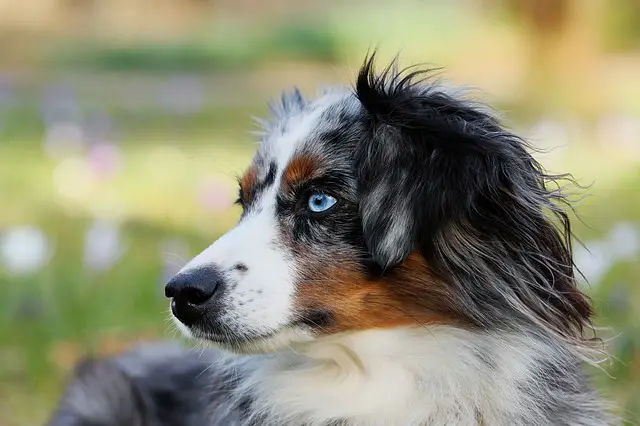 australian shepherd blue eyes