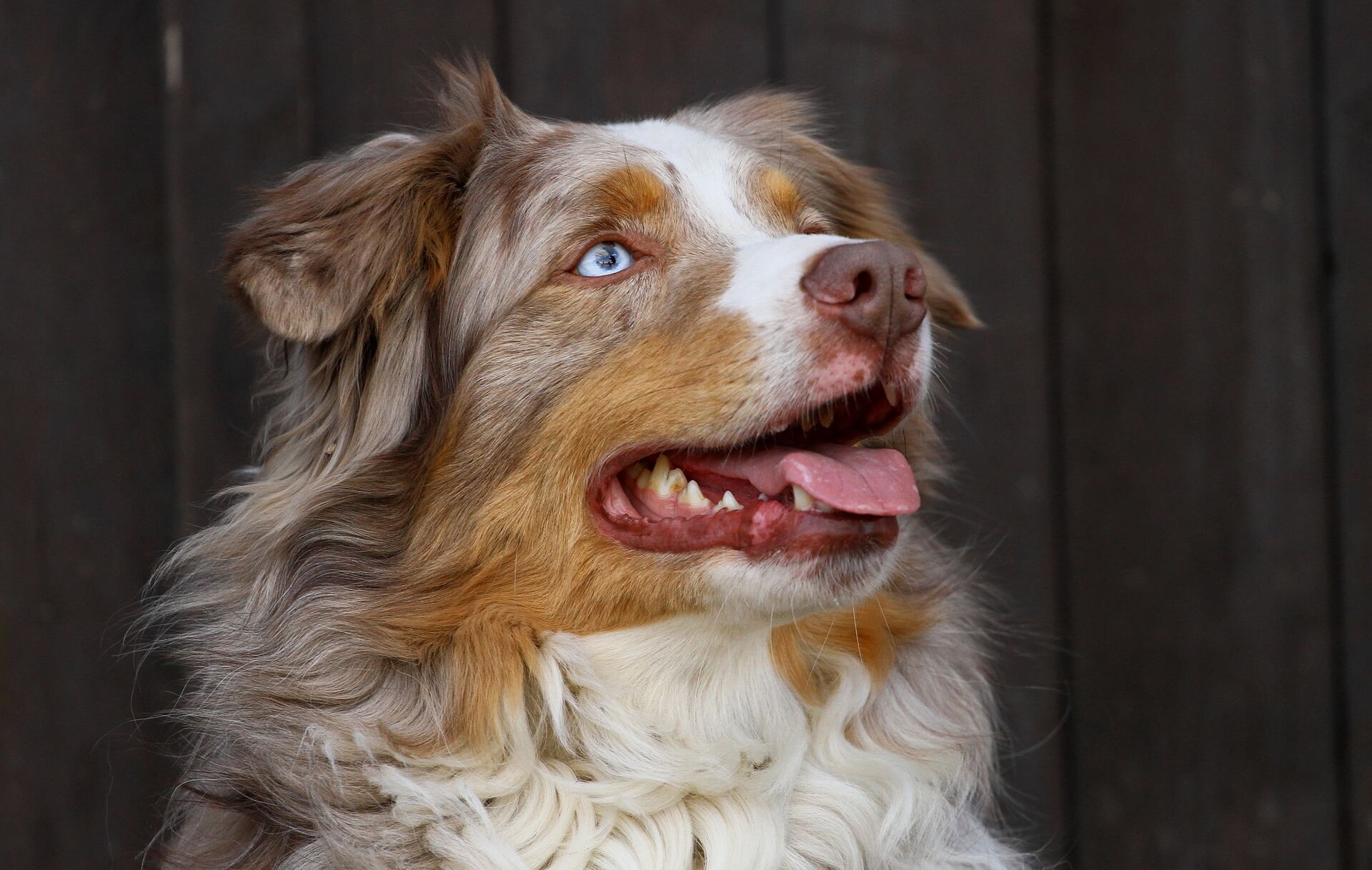 australian shepherd dog