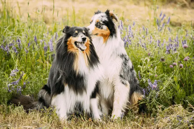 Australian Shepherd dogs