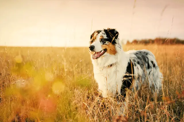 australian shepherd in field