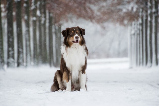 australian-shepherd in the snow