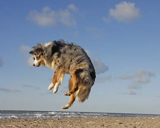 Australian Shepherd jumping 1