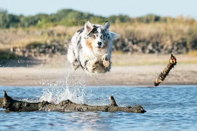 australian shepherd jumping in water