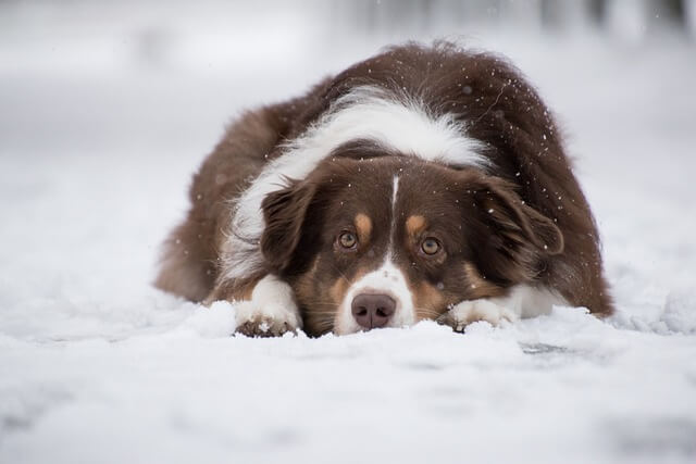 Australian Shepherd - Beautiful, Intelligent & Playful Dog Breed [2023 ...