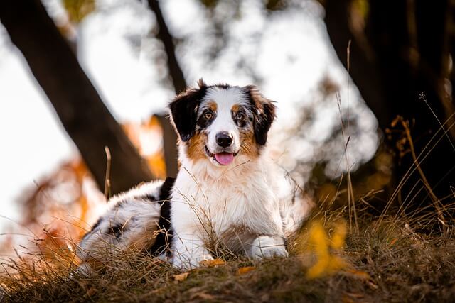 australian shepherd laying