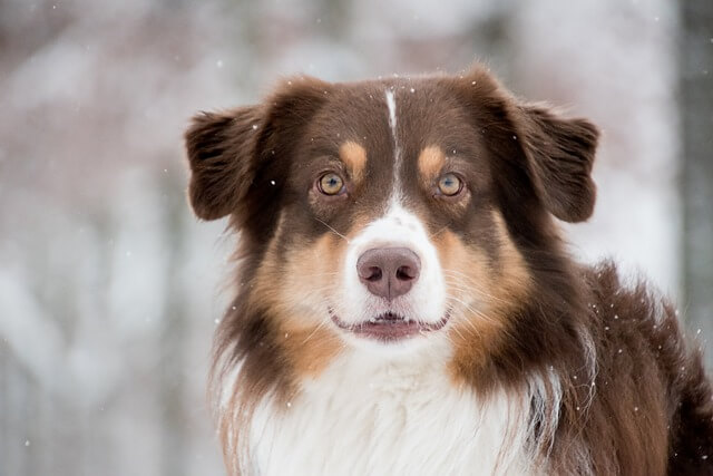 australian-shepherd portrait