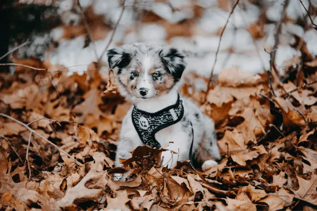 Australian Shepherd puppy