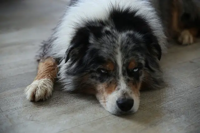 australian-shepherd sad