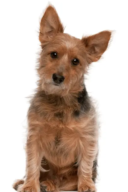 Australian Terrier