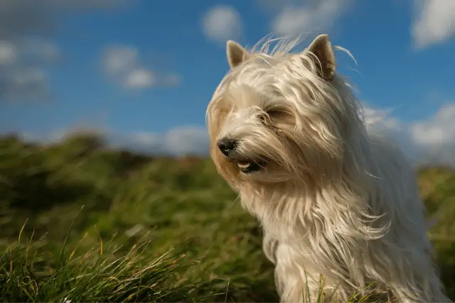 Australian Terrier