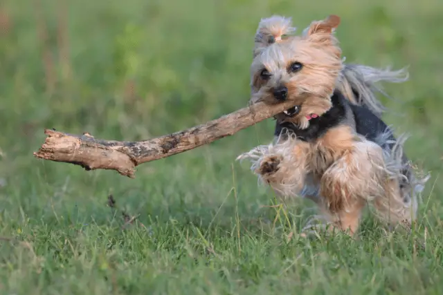 Australian Terrier puppy