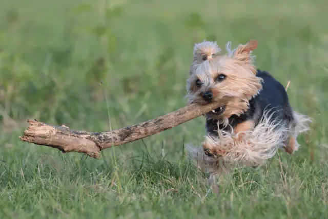 Australian Terrier puppy