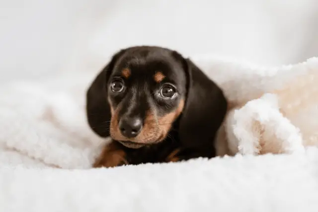 Austrian Black and Tan Hound puppy