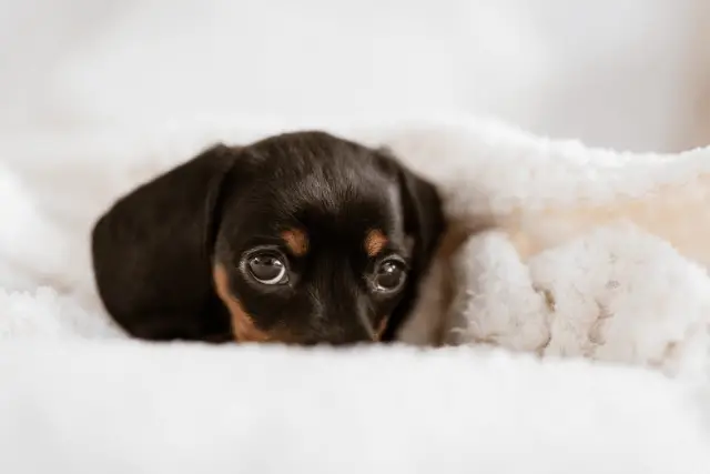 Austrian Black and Tan Hound puppy