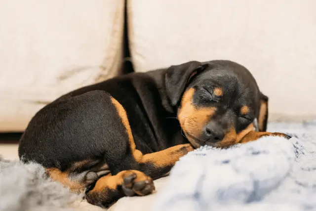 Austrian Black and Tan Hound puppy