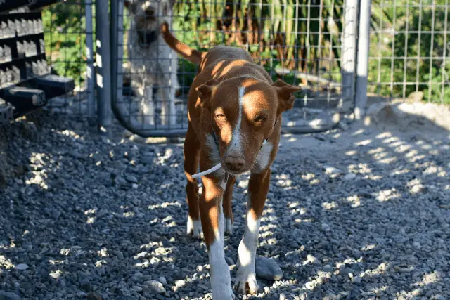 Austrian Pinscher