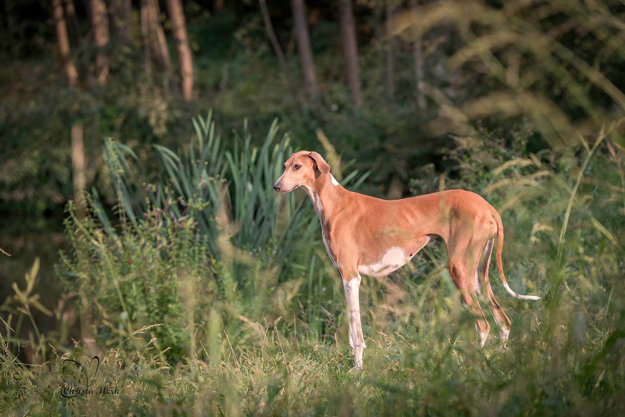 azawakh in nature