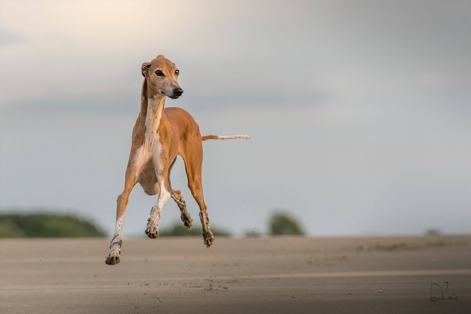 azawakh running