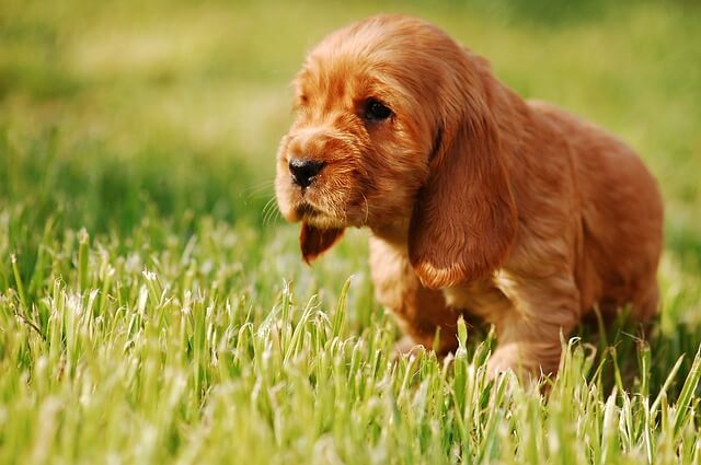 baby cocker spaniel