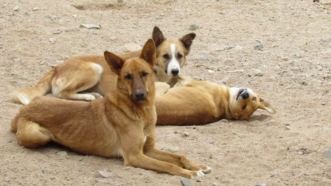 Perro callejero Baladi