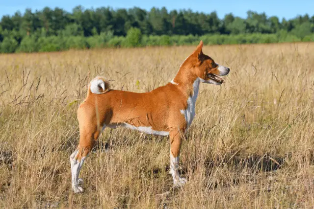 Basenji