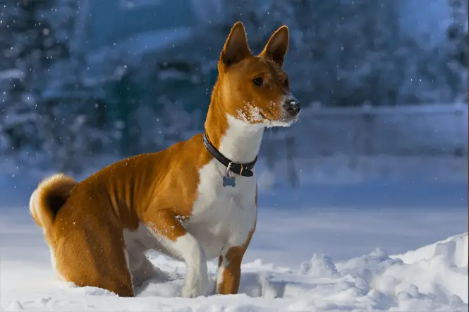 Basenji