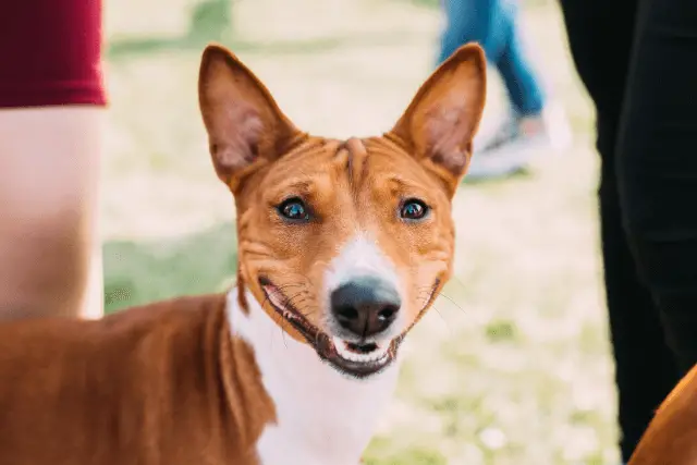 Basenji