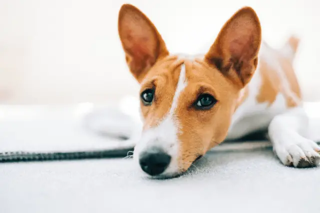 Basenji