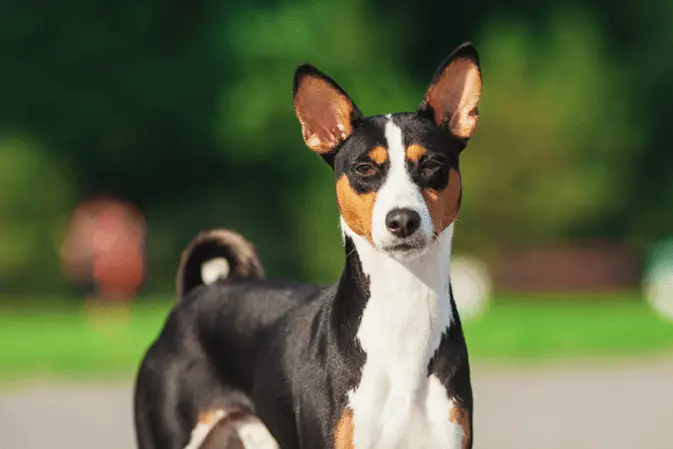 basenji