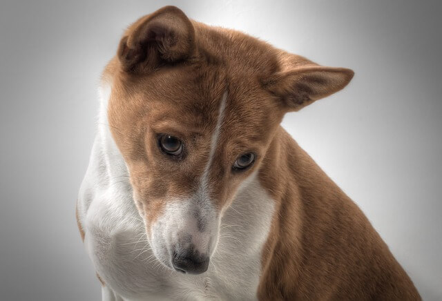 basenji dog