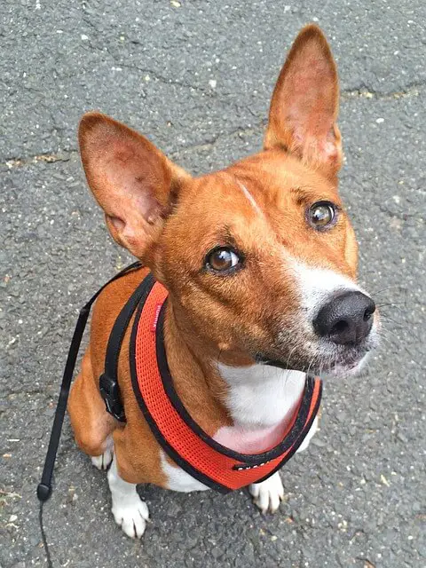 basenji perro