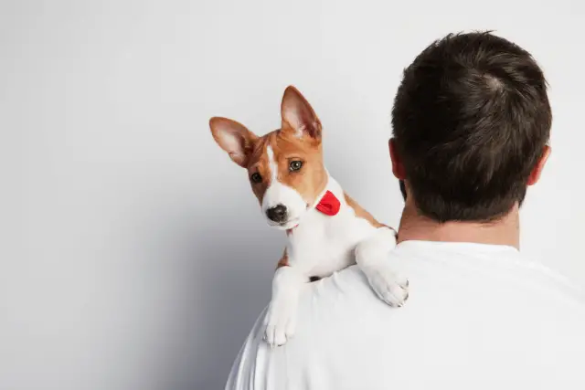 Basenji puppy