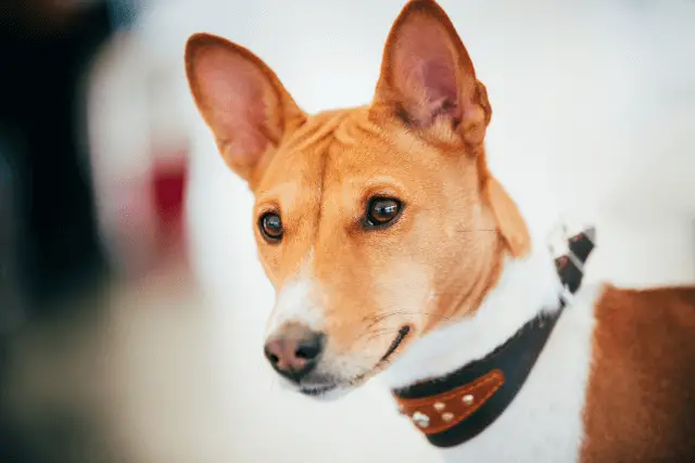 Basenji