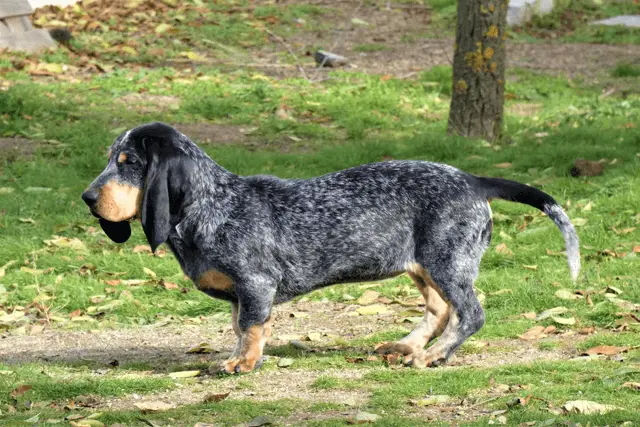 basset bleu de gascogne